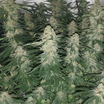 Насіння конопель Afghani№1 Feminised Silver